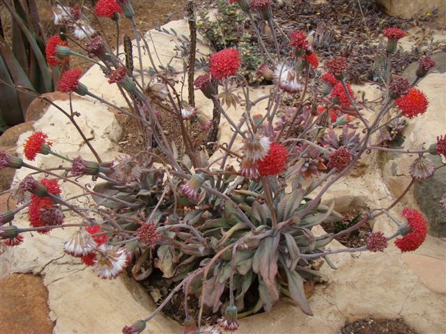 Senecio fulgens; Photographed by Ricky Mauer in August